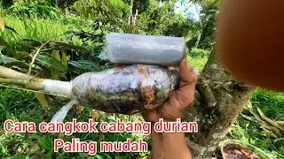 Cara cangkok durian menggunakqn sabut kelapa