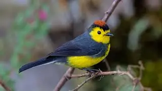 Birds of Costa Rica part 1 - Savegre and San Gerardo de Dota