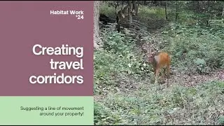 Travel Corridor Creation (property tour) - Prospect Acres Improvement #deer #deerhunting #whitetail