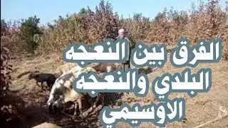 الفرق بين النعجه البلدي والنعجه الاوسيمي وناتج تهجين البلدي والاوسيمي