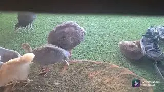 storage buildings turned into a 4 bedroom home and also has turkeys