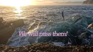 The Bonito season has almost come to an end! | Fishing Vlog