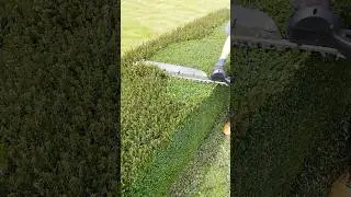 Relaxing Hedge Trimming #shorts