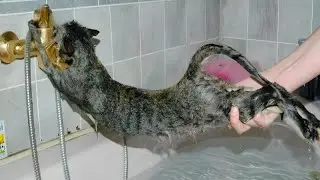 Cute cat gets a vet bath for the first time, Words cannot describe what happens next!