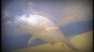 Malaysia Fishing Trips