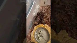 #colombian #purple #bloom # #Pamphobeteus #insignis #short #shorts #shortsvideo #tarantula