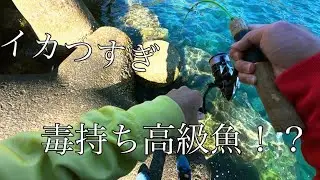 【穴釣り】初めて見る危険な高級魚！？  #穴釣り#カサゴ 