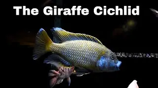 Nimbochromis Venustus Predator Hap