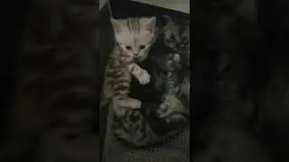 Котята