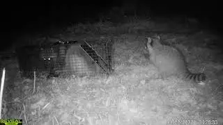 REVEAL Cell Cam // Nuisance Wildlife Control  Videos // Raccoon Trap