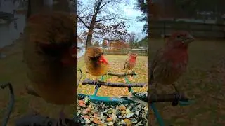 Northern Cardinal, House Finch And American Goldfinch #nature #wildlife #birds #animals