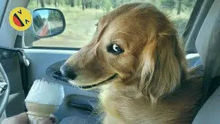 Funniest Passive Aggressive Dogs Video Compilation | Funniest Cats And Dogs