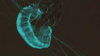 Triac - In Motion (Original Mix)
