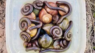 Wow catching big frog snails in the water and millipedes worms #insects #animals #millipede