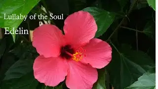 Edelin &ndash; Lullaby of the Soul Acoustic Singer-Songwriter Warm acoustic #acousticballad #edelin