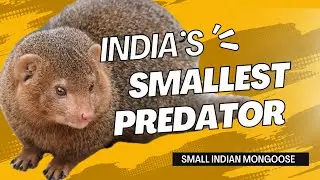 Meet the Small Indian Mongoose  India&rsquo;s Smallest Carnivorous Hunter | Wildlife Facts in Hindi