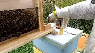 How to Install Bees in an Observation Hive