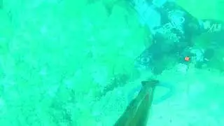 Pesca sub saragone