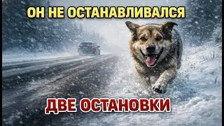 Голодный пёс бежал за авто километры. Мужчина остановился и не пожалел ни секунды