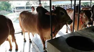 Meghna Agro | All Red Deshals | Qurbani 2018 |
