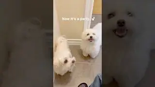 After you get a dog&hellip; forget about alone time 😄 #maltese #dog #maltesedog #doglover #twodogs #doggo