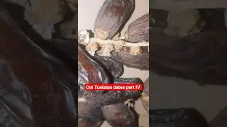 Cut Tunisian dates part IV #agriculture #fruit #fruitgarden #cuttingfruit #nature #shorts #dates
