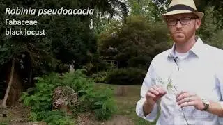 Black locust (Robinia pseudoacacia) - Plant Identification