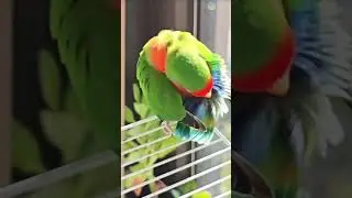 Beautyful bird's 🐦&zwj;⬛ #birds #birdsounds #birdphotography #bird #wildlife #shortsvideo #viral