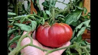 Harvest & Growing In Desert Climate | 2017 Heirloom Tomato Growing