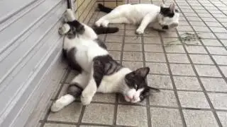 Summertime blues ~ Wake Up Little Susie