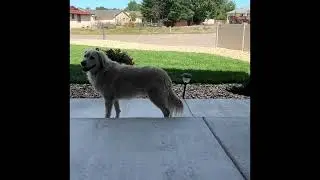 #itskaylablogs #goldenretriever #miniblog|Mr.Oakley spending time with auntie 🐾🩷|Kayla  
