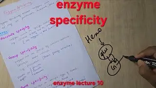 Enzyme specificity | mbbs 1st year biochemistry 