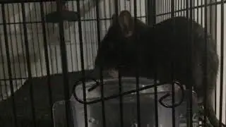 Rat Cleaning himself with water