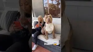#imabigkidnow dog tiktok
