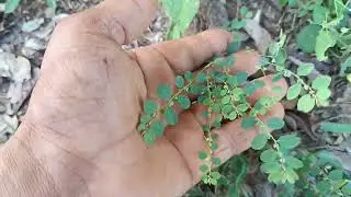 CONHE&Ccedil;A COMO &Eacute; A DEFESA DESSA PLANTA 