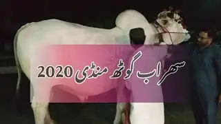 Sibbi Bhagnari Bachra | Sohrab Goth Mandi 2020 | Sibi Mela Winner 🏆 2020 | #trending #viralvideo #yt