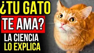 Tu Gato NO te Ve Como Crees: La Verdad Detr&aacute;s de Sus Ojos 🐾