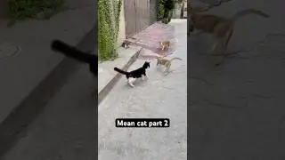 Mean cat part 2 | Alpha Cat takes control | Street cat fight | Stray cats of Pakistan #catfight
