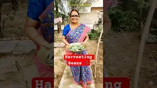 Harvesting Beans 🫘 #harvesting #vegitables #kaikalur #gardening #vegitables