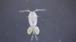 Cyclops with eggs. H&uuml;pferling mit Eiern. Copepoda. Ruderfu&szlig;krebse