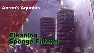Sponge Filter Cleaning