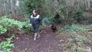 2026-Jan-8 - Heizelwood Baela - shaping behaviour for heeling & stationary commands