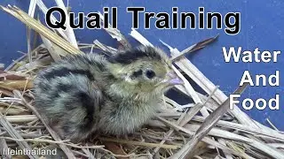 Becoming Momma Bird, Teaching Baby Quail how to eat and drink.