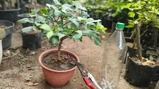 Cuma di Pangkas Bougenville bisa kecil serimbun ini