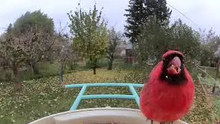 A male Northern Cardinal eating at a Netvue Birdfy Smart Bird Feeder.