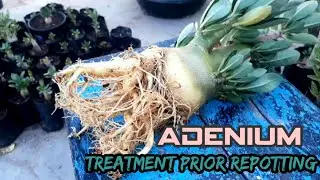 Adenium treatment before repotting