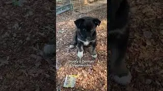 Husky & German shepherd mix #dogsoftiktok #puppies #husky #germanshepherd