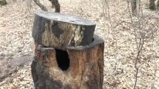 Bear Baiting in Wisconsin