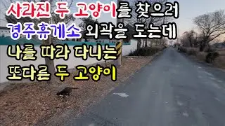 사라진 두 고양이를 찾으러 경주휴게소 주변을 도는데 나를 따르는 또다른 두 고양이