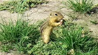 Backyard Critters